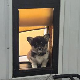 Navy - Black and tan male Pembroke Welsh Corgi puppy in Necedah, Wisconsin from The 6Ks Paws and Hobbies