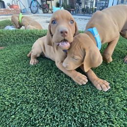 Vizsla Puppies from Waterfall Ranch Hungarian Vizslas