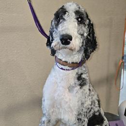 Princess - Sheepadoodle