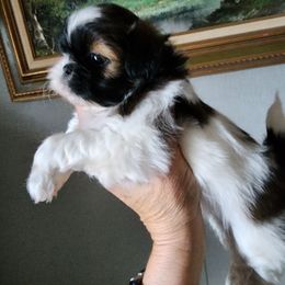 Shih Tzu Puppies from Grandma Ts Precious Puppies