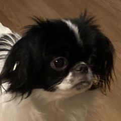 Momo - Japanese Chin