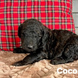 Cocoa - Sable male Poodle puppy in Athens, Georgia from Alexander’s Standard Poodles