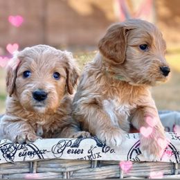 Goldendoodle Puppies from Desert Doods
