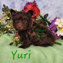 Yuri - Liver male Yorkshire Terrier puppy in Adair, Oklahoma from Phillippe's Puppy Paws