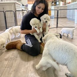Goldendoodle and Golden Retriever Puppies from Creamy Retrievers