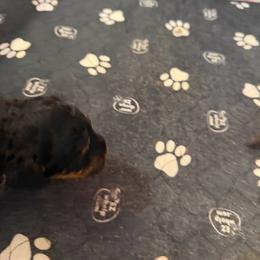 Black tri 2 - Black tri-color male Assorted Doodle Crosses puppy in Bedford, Pennsylvania from Dans Doodlez