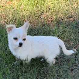 Dave - Fawn male Chihuahua puppy in Seneca, Missouri from Stephanie’s Puppy Colony