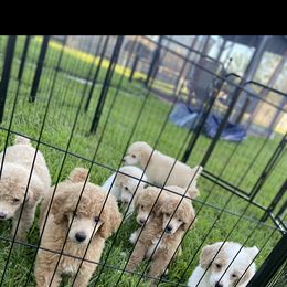 Poodle Puppies from Durer Poodles