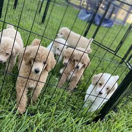 Poodle Puppies from Durer Poodles