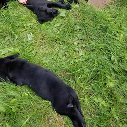 Labrador Retriever Puppies from Copper Creek Outfitters and Kennel