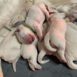 Boy 1 - Light golden Golden Retriever puppy in Michigan from Sugar Maple Golden Retrievers