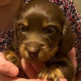 WILLOW CKC FULL RIGHTS - Chocolate and tan female Dachshund puppy in Elizabethtown, Kentucky from Teeny Tiny Puppy Tails