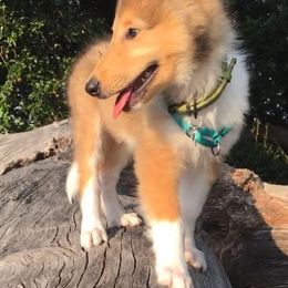 Collie Puppies from Rough Collie Studding