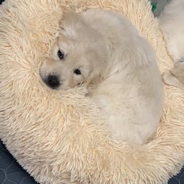 Golden Retriever Puppies from Life is Golden Retrievers