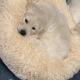 Golden Retriever Puppies from Life is Golden Retrievers