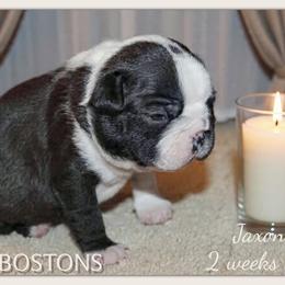 Boy 1 - Black and white male Boston Terrier puppy in North Central, Vermont from Windy Valley’s Bostons