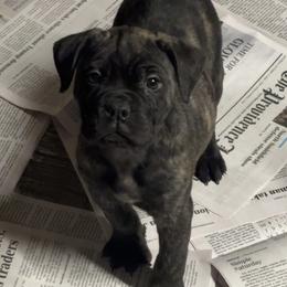 Pumpkin - Red brindle female Bullmastiff puppy in South Attleboro, Massachusetts from Bessettes Bullies