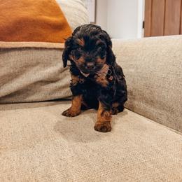Cash - Black phantom male Aussiedoodle puppy in Tryon, North Carolina from Melrose Mountain Farm