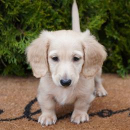 Dachshund Puppies from Royal Paws