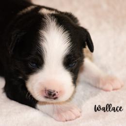Wallace - Black tri male Miniature Australian Shepherd puppy in Blackfoot, Idaho from Bellewynd Acres
