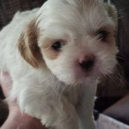 Maltese, Pomeranians, Shih Tzus, and Yorkshire Terriers from Renee's Pups