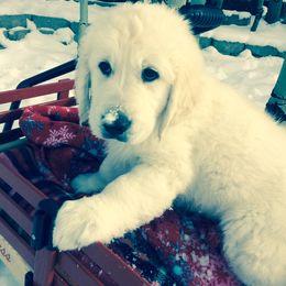 Golden Retriever Puppies from Snow Walker Goldens