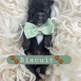 Biscuit - male Cavapoochon puppy in Bullard, Texas from Cavapoochon Central LLC