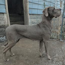 Zenovia - Great Dane