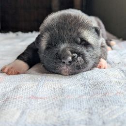 Boy 1 - Silver, black overlay male Akita puppy in South Carolina from Sierra Mountain Akitas