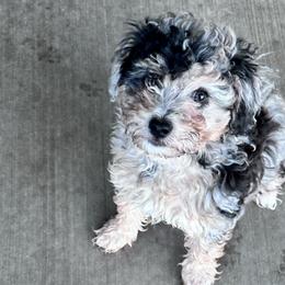 Wiggins - Blue merle female Aussiedoodle puppy in Post Falls, Idaho from North Idaho Miniature Aussiedoodles