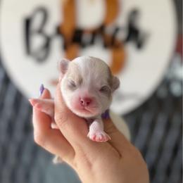 Milo - Chocolate blue male Chihuahua puppy in Harrison, Michigan from Cloud9 Chihuahuas