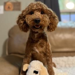 Lady - Goldendoodle