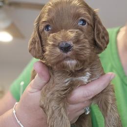 Tate - Red and white male Cockapoo puppy in Mocksville, North Carolina from Hunting Creek Kennels & Farm