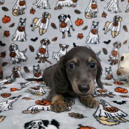 Blue and Cream - Blue and tan male Dachshund puppy in West Plains, Missouri from Spring Creek Dachshunds
