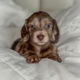 Cavapoo, Cockapoo, and Dachshund Puppies from Little Valley Puppies