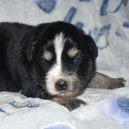 Eve - Black tri female Miniature Australian Shepherd puppy in Patterson, North Carolina from DreamLine Aussies