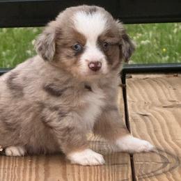 Red merle male - Red merle male Toy Australian Shepherd puppy in Griffin, Georgia from No Matter Farm