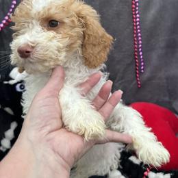 Casanova - Blenheim male Cavapoo puppy in Austin, Texas from Doodles of Central Texas