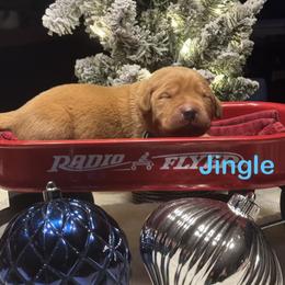 Jingle - Yellow male Labrador Retriever puppy in Tigard, Oregon from Morrison Labrador Retreivers