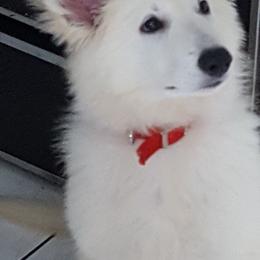 Berger Blanc Suisse and German Shepherd Puppies from Vom Hundhaus German Shepherds