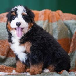 Valen (socialization program student) - Tri-color male Bernedoodle puppy in Dundee, Ohio from Down Home Doodle
