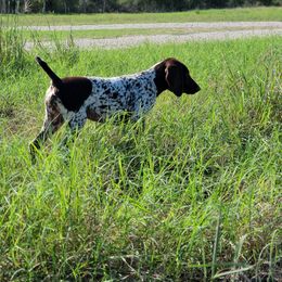 German Shorthaired Pointer Puppies from Dem Feuerhaus Gun Dogs