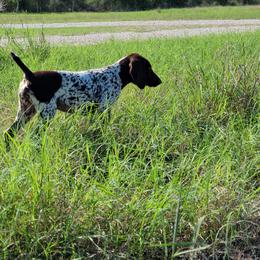 German Shorthaired Pointer Puppies from Dem Feuerhaus Gun Dogs