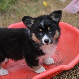 Rotini - Black and tan female Pembroke Welsh Corgi puppy in Rensselaer, Indiana from Sharand MAS and Pembroke Welsh Corgis