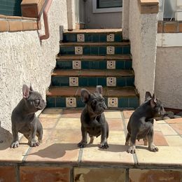 French Bulldog Puppies from Jesikah408