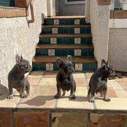 French Bulldog Puppies from Jesikah408