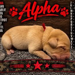 Alpha - Yellow male Labrador Retriever puppy in Hartly, Delaware from Triple Threat Labradors