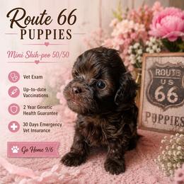 Le Ve Est Bel (Bella) - Brown female Shihpoo puppy in Delphos, Ohio from Route 66 Puppies
