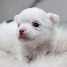 Portia - Chocolate and white female Chihuahua puppy in Tulsa, Oklahoma from H-3 Chihuahuas