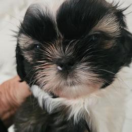 Puppy A - Black gold and white male Shih Tzu puppy in Corona, California from Trinity Shihtzu's So Calif
